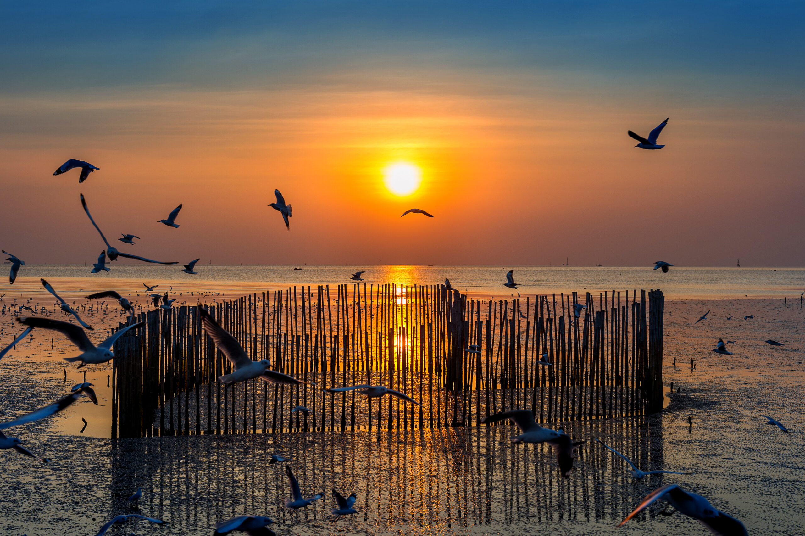 sunset with silhoutte of birds flying.